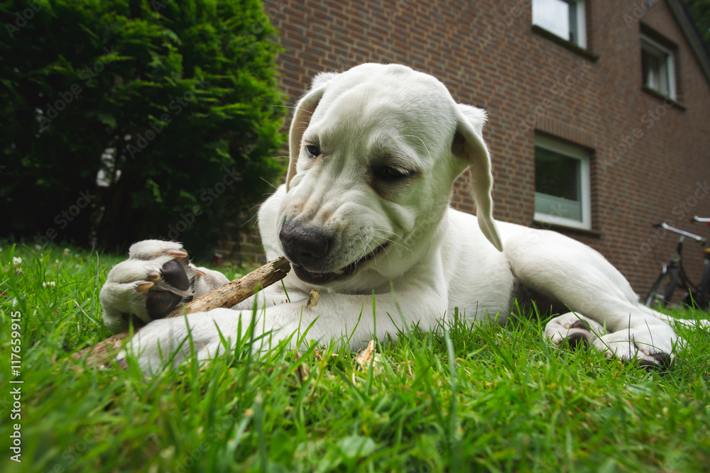 Labrador Retriever Hund Welpe spielt mit einem Stock im Garten und kaut darauf herum