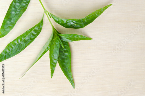 Green Chirayta, king of bitters leaf isolated on wood background photo