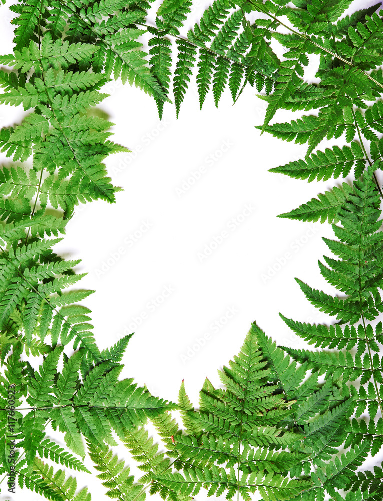 frame of fern