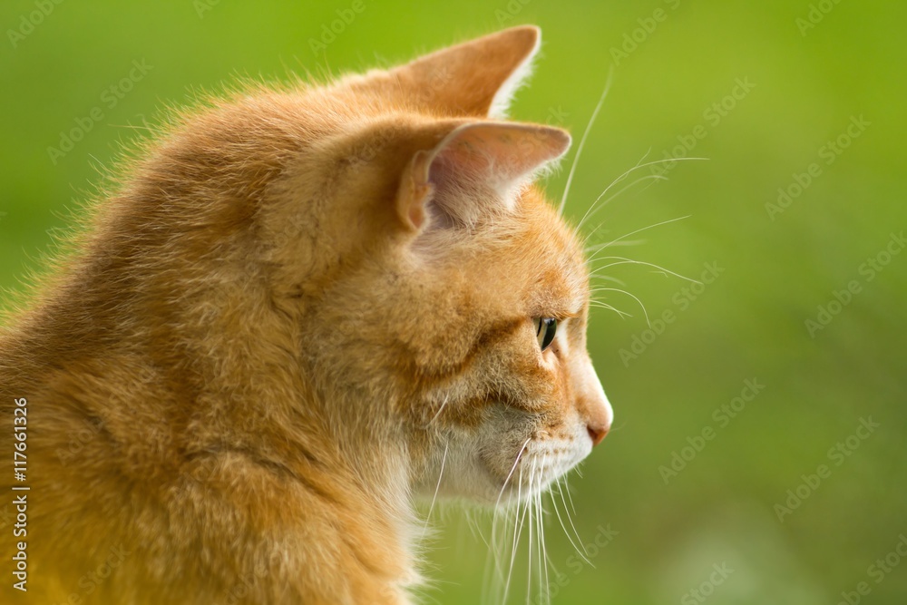 rot getigerter kater / red striped cat