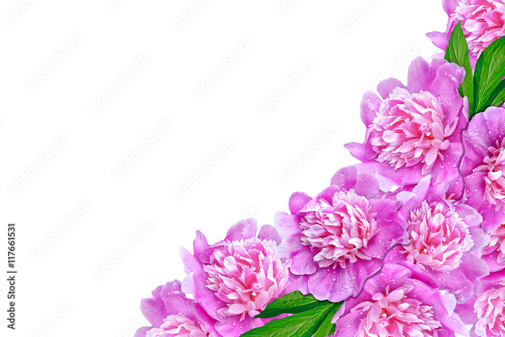 peony flowers isolated on white background. spring peony flowers isolated on white background. spring