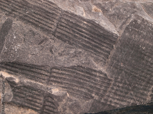 Fossil of acalamites from the Cambrian of Czech Republic photo