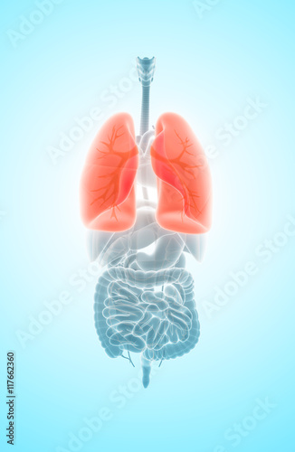 3D illustration of Lungs, medical concept.