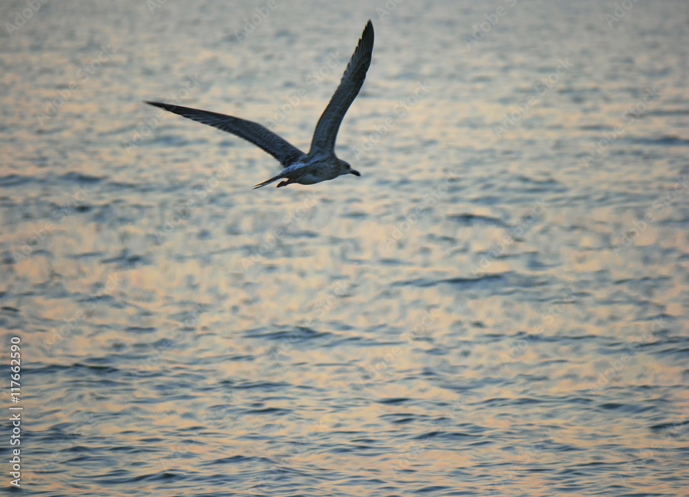 Seagull in front of sunset water surface.