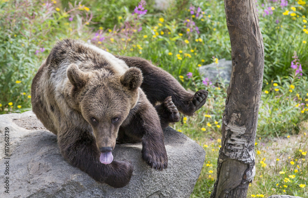 brown bear in Finish Lapland brown bear in Finish Lapland
