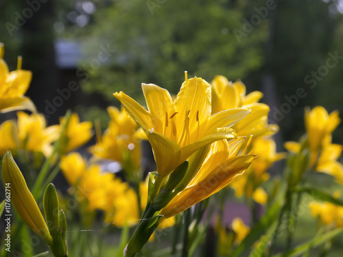 close up of yellow lilies