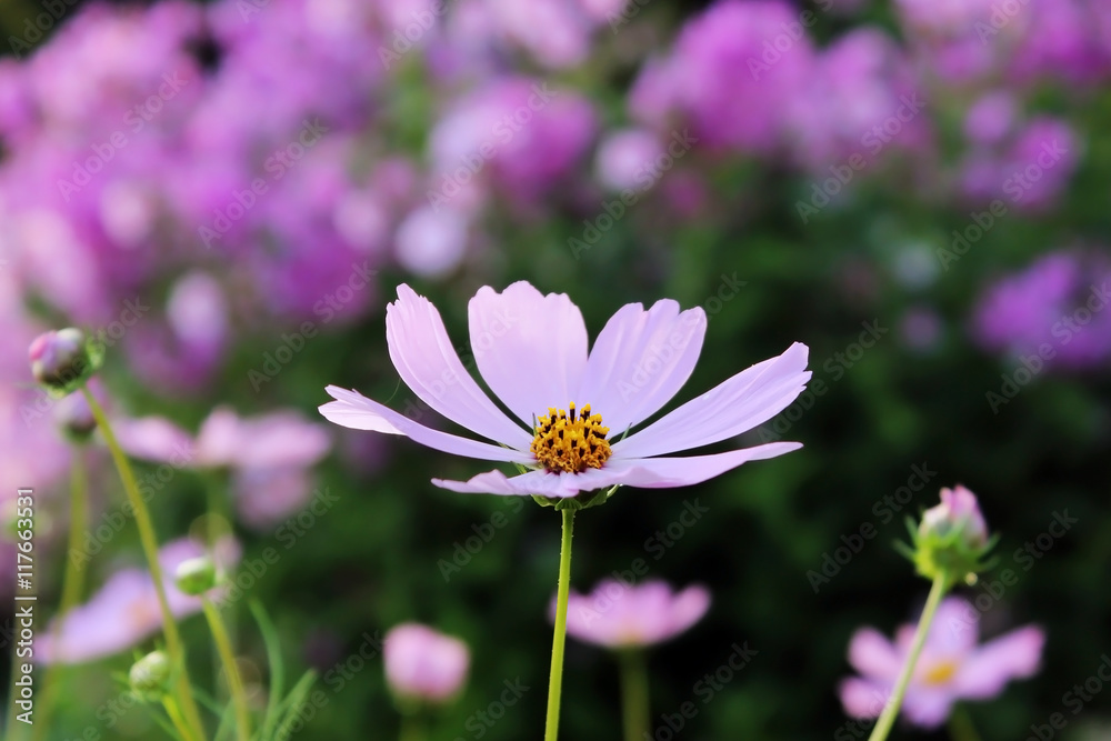 pink purple flower, like a daisy in the light of the setting sun. pink purple flower, like a daisy in the light of the setting sun.