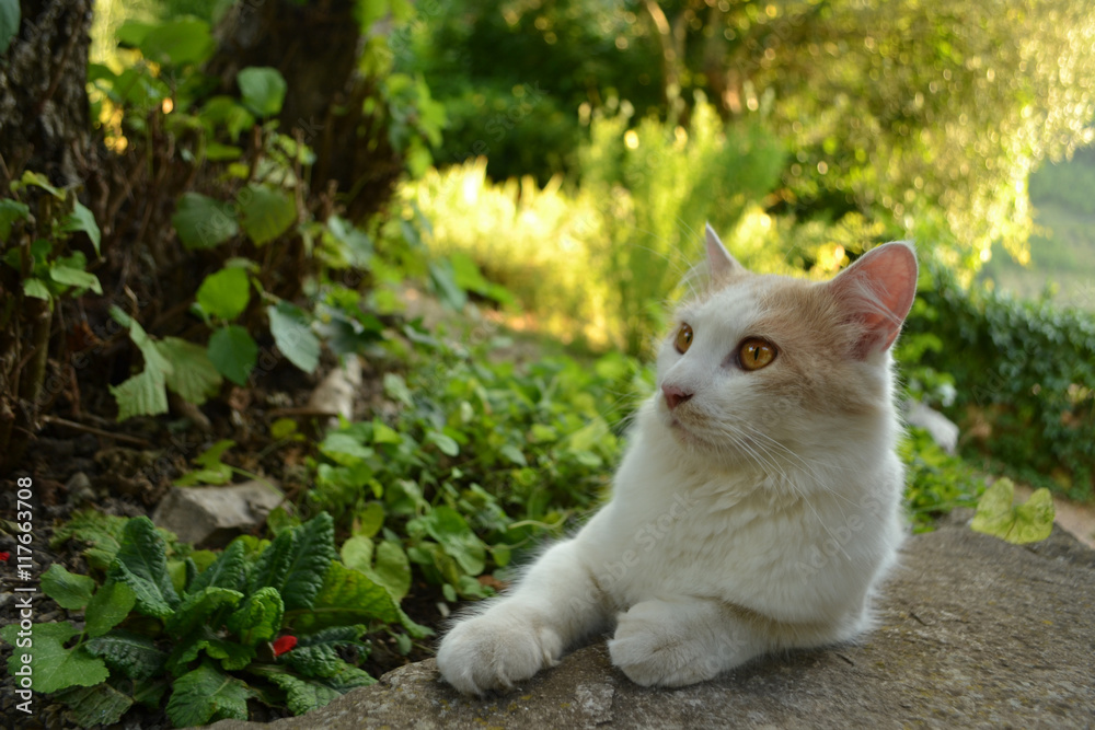Weiß-rosa Katze im Garten 