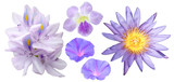 Set of colorful flower isolated, full bloom flora spring season (blue water lily) purple lotus, water hyacinth, Morning Glory