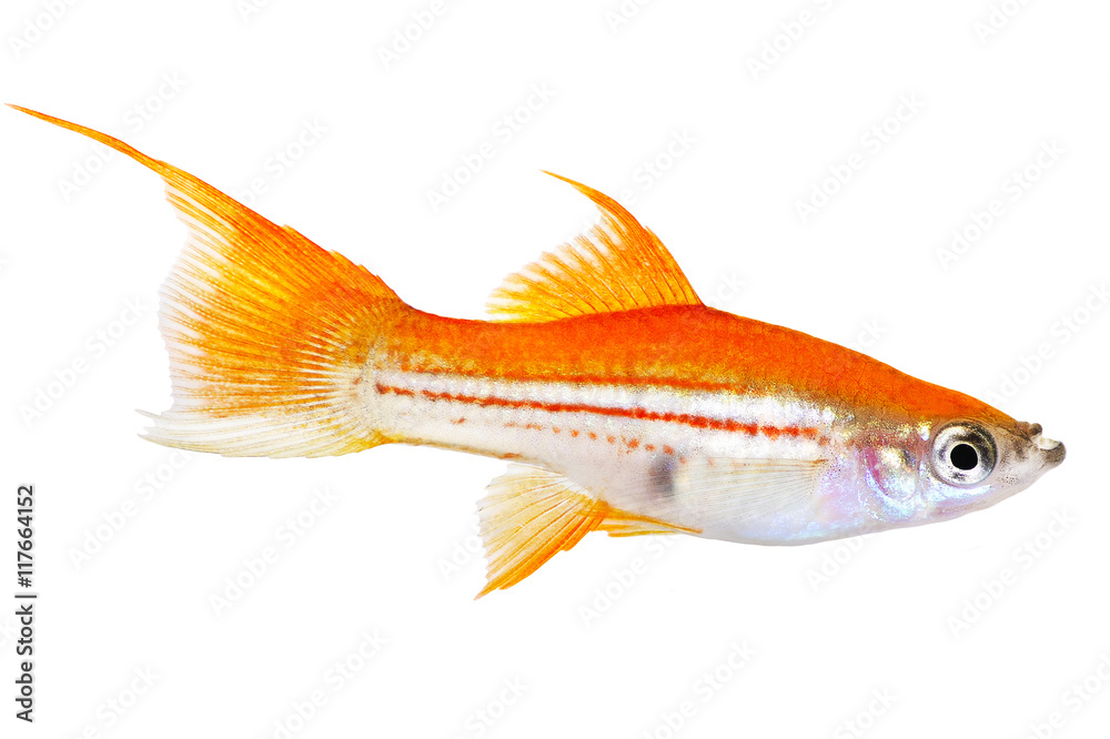 Red Green Swordtail Female Xiphophorus Helleri aquarium fish isolated on white Red Green Swordtail Female Xiphophorus Helleri aquarium fish isolated on white