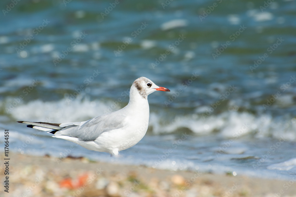 Seagull. On the shore of the sea. Seagull. On the shore of the sea.