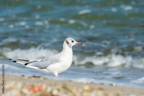 Seagull. On the shore of the sea.