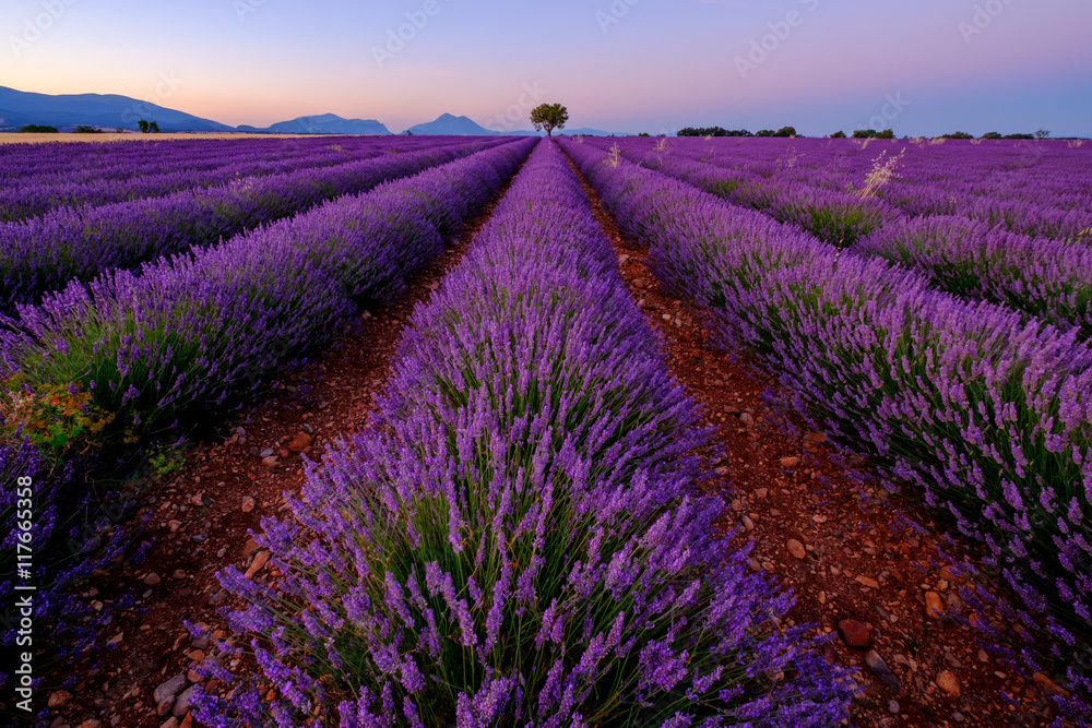 Tree in lavender field at sunset in Provence, France