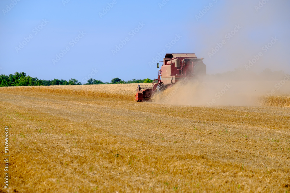 Harvester gathers the wheat crop in a field Harvester gathers the wheat crop in a field
