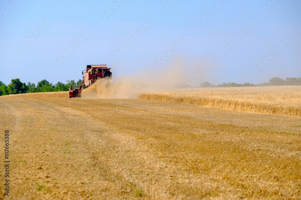 Fototapeta premium Harvester gathers the wheat crop in a field