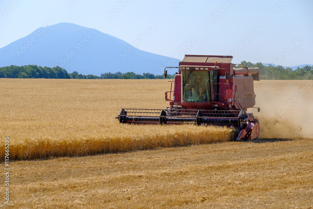 Fototapeta premium Harvester gathers the wheat crop in a field