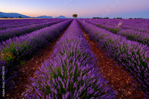 Tree in lavender field at sunset in Provence  France