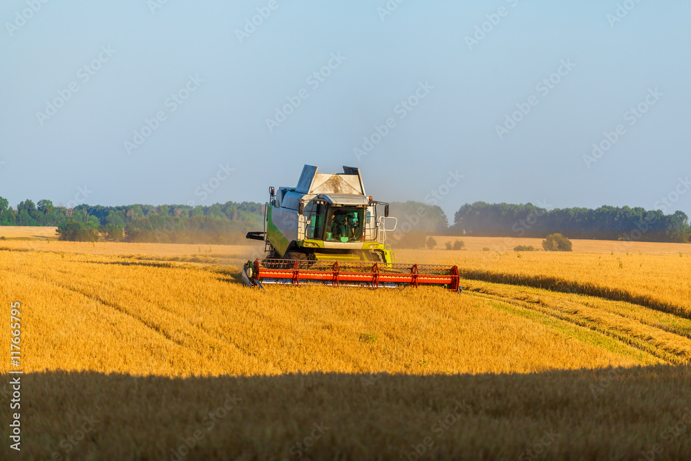 Fototapeta premium Harvester machine working in field . Combine harvester agriculture machine harvesting golden ripe wheat field. Agriculture