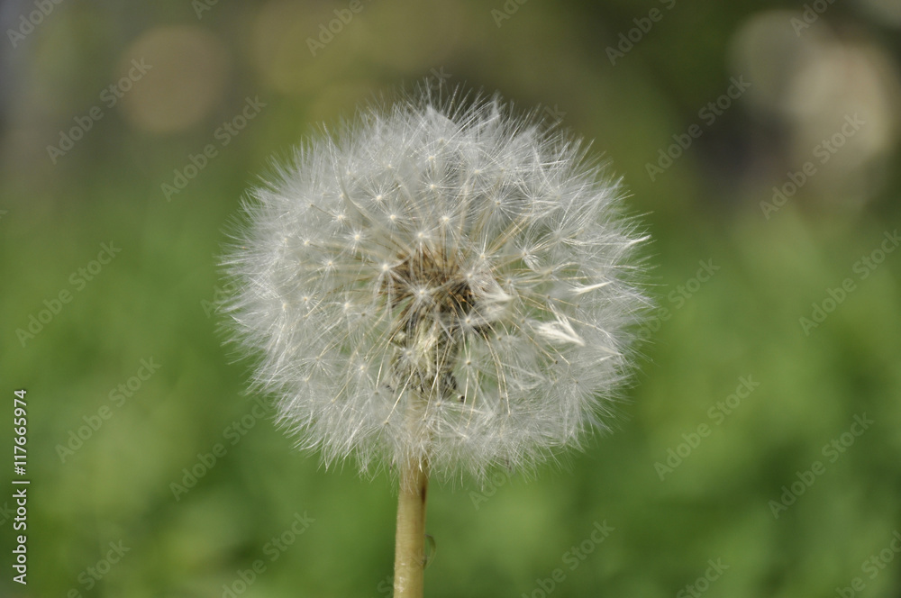 Fototapeta premium Dandelion