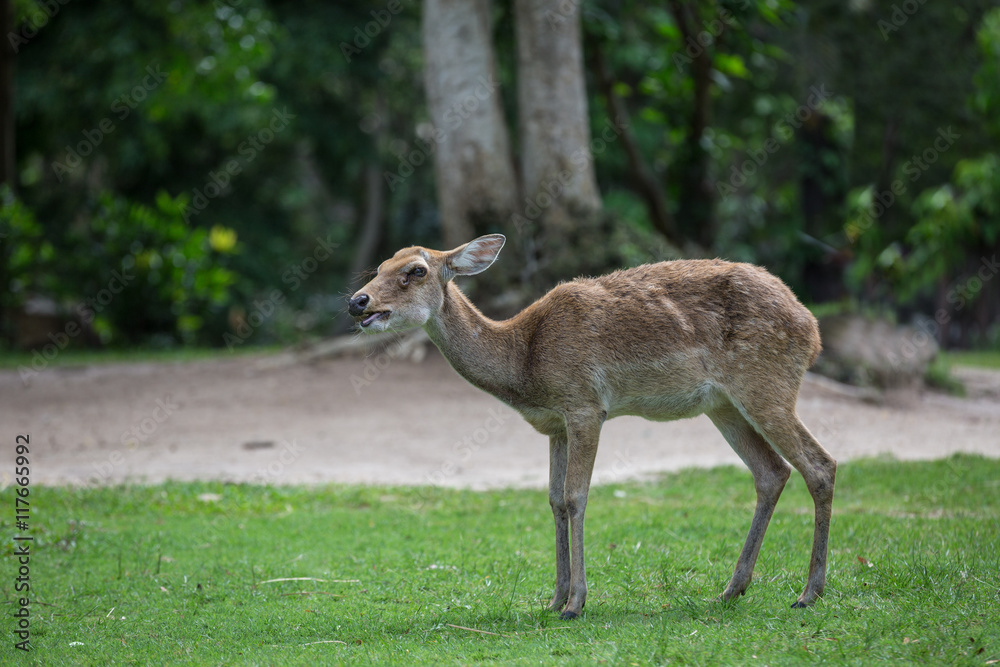 antelope deer eating on the grass antelope deer eating on the grass