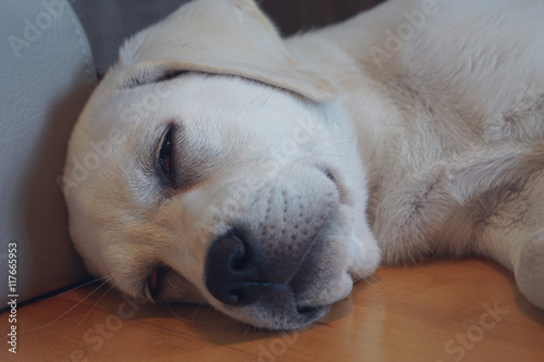 Weißer Labrador Retriever Hund Welpe schläft auf dem Fußboden