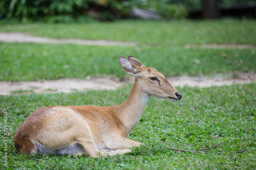 group of antelope deer sitting on the grass group of antelope deer sitting on the grass