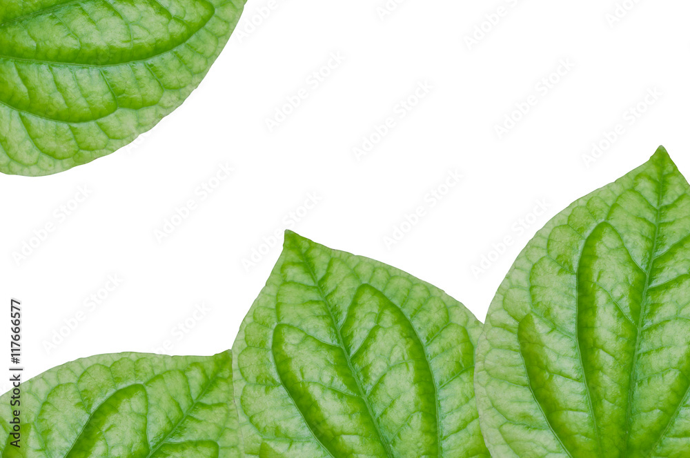 Obraz premium Chaplo Green leaf isolated on white background,Piper lolot leaf,Concept eco,for background
