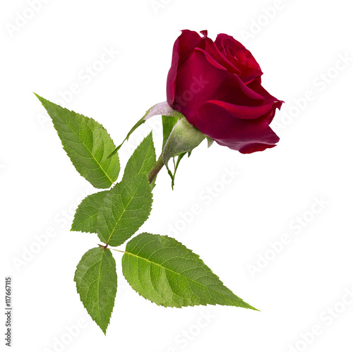 Red rose isolated on the white