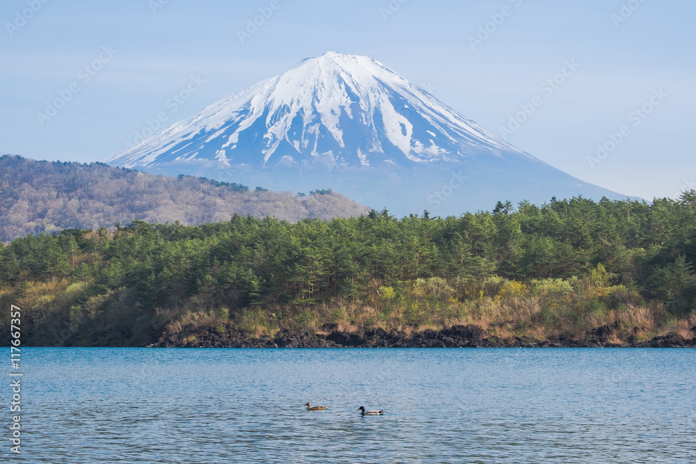 Mount Fuji from lake Saiko with gooses in spring
