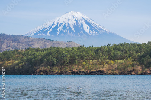 Obraz na płótnie Mount Fuji from lake Saiko with gooses in spring w salonie