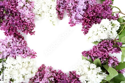 Blooming lilac flowers on a white background