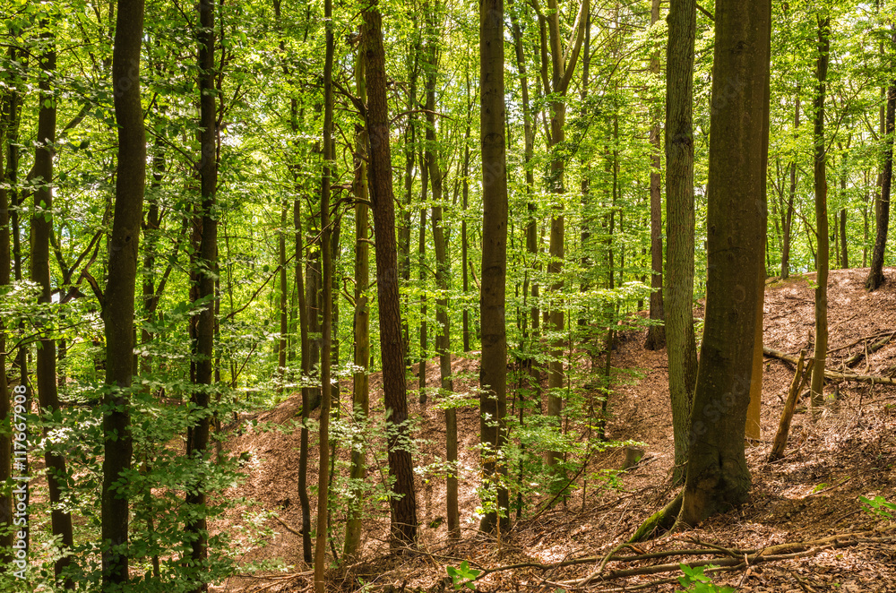 Fototapeta premium Wald Bäume Licht Waldboden