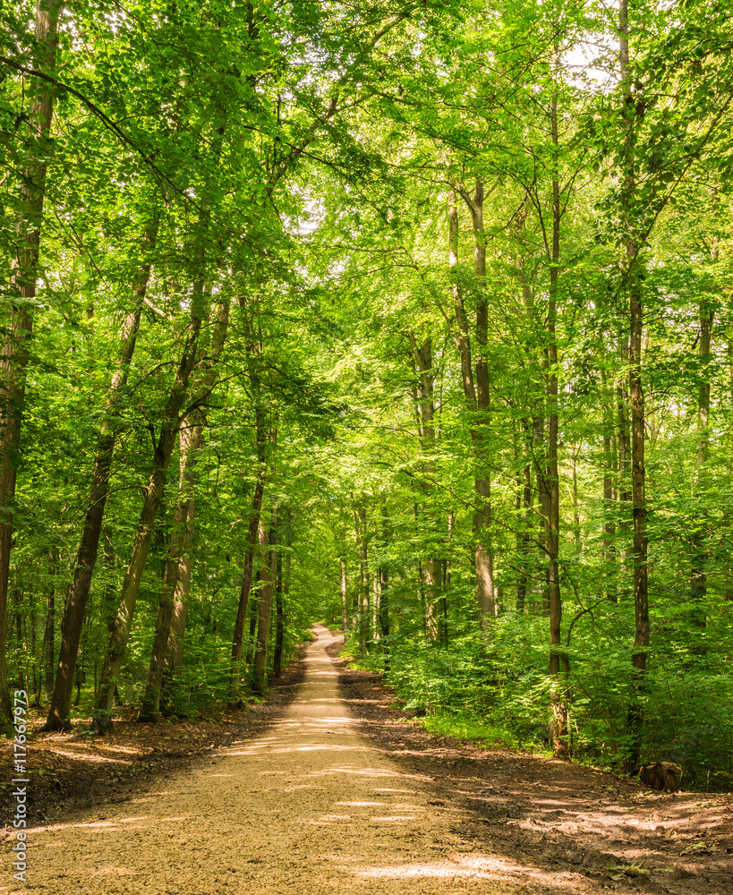 Bäume Wald Pfad Waldweg Bäume Wald Pfad Waldweg
