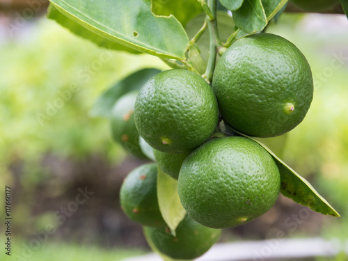Wallpaper Mural green lemon on the branch Torontodigital.ca