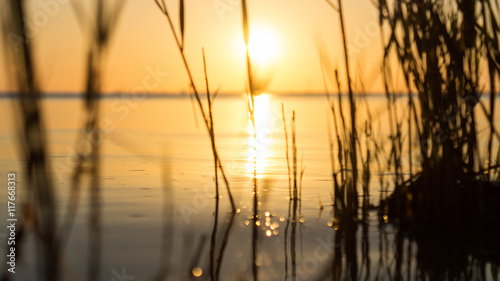 Wasserpflanzen mit Sonnenuntergang im Ijsselmeer 