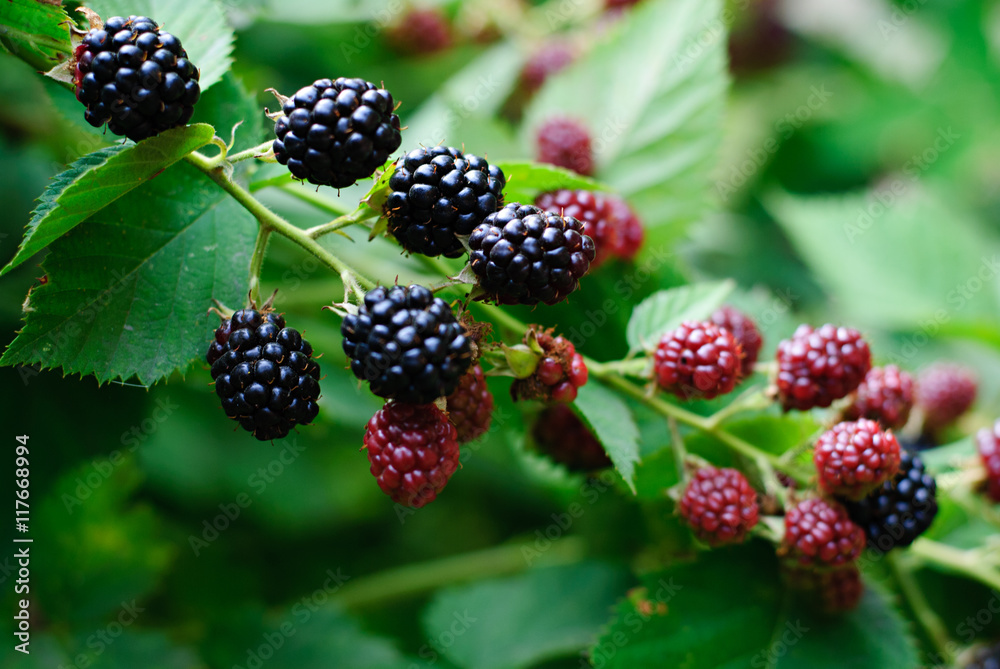 blackberries ripening and mature in a garden