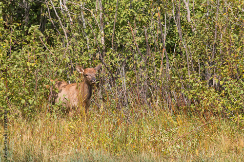 Elk Calf Emerging From cover