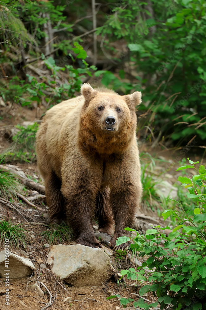 Brown bear (Ursus arctos) in nature Brown bear (Ursus arctos) in nature