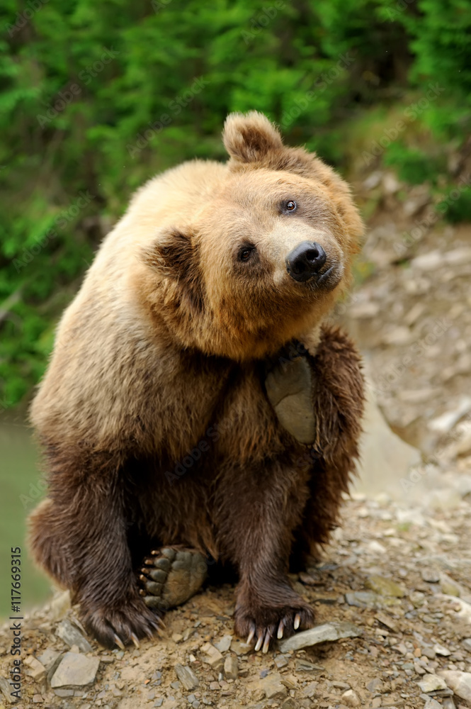 Fototapeta premium Brown bear (Ursus arctos) in nature