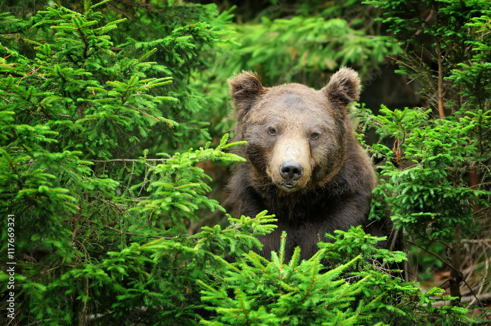 Brown bear (Ursus arctos) in nature Brown bear (Ursus arctos) in nature