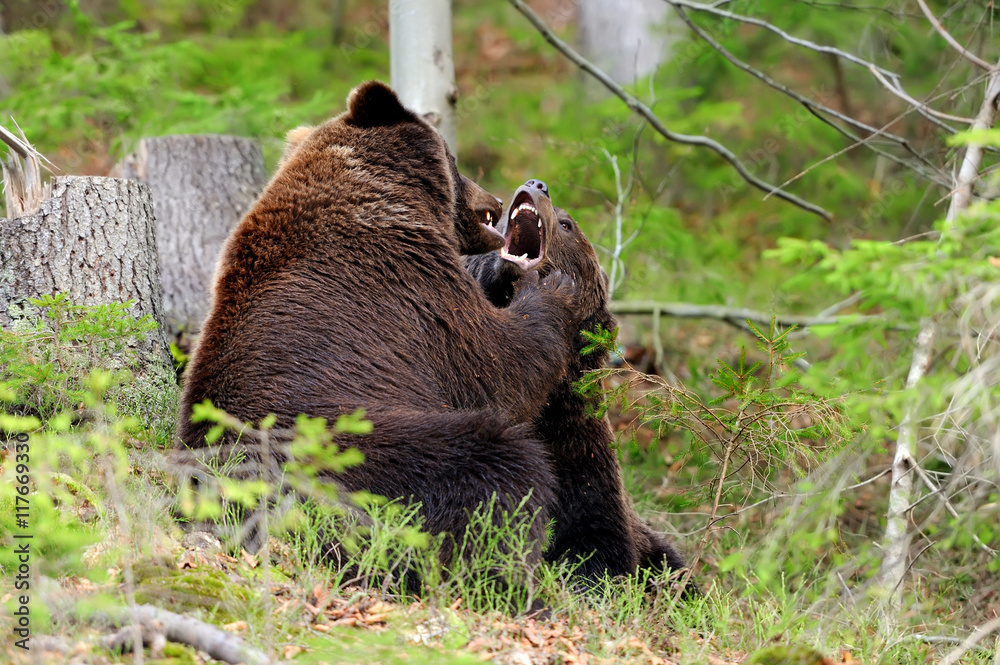 Obraz premium Brown bear