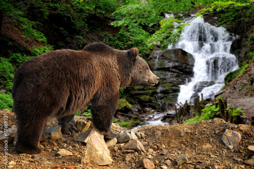 Big brown bear standing on a rock near a waterfall photo