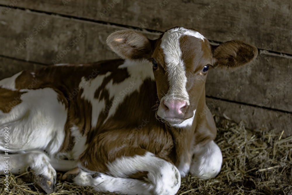 Wunschmotiv: Red and white Holstein calf #117669929