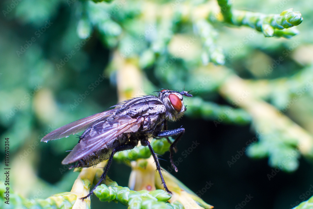 Naklejka premium Mosca macro in primo piano su sfondo verde