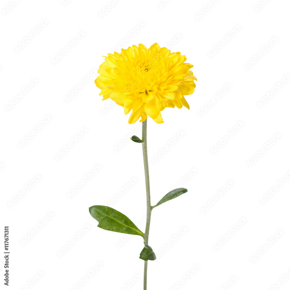 Obraz premium Yellow flower isolated on white background. This has clipping path.