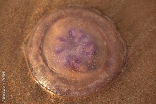 jelly fish on the beach 2