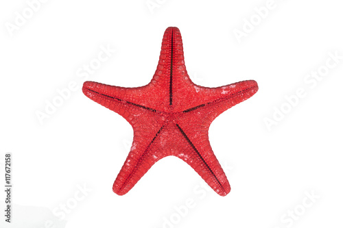 One red starfish isolated on white