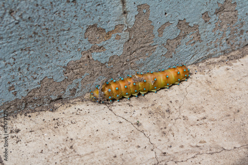Saturnia pyri caterpillar crawling on the asphalt. Insects