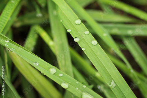 close photo of some blades of grass with drops of water