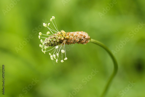 close photo of bloom of narrowleaf plantain